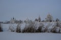 Frosty dry grass on snowy frozen river shore and view on white stone old Suzdal monastery in the winter morning Royalty Free Stock Photo