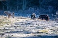 frosty early morning with cows on a farm Royalty Free Stock Photo