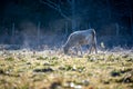 frosty early morning with cows on a farm Royalty Free Stock Photo