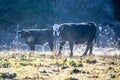 frosty early morning with cows on a farm Royalty Free Stock Photo