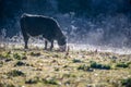 Frosty early morning with cows on a farm Royalty Free Stock Photo