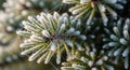 Frosty evergreen needles with a spider web detail Royalty Free Stock Photo