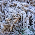 Frosty ferns