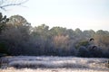 Frosty field with morning light and crows