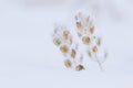 Frosty Field penny-cress plant with seeds in snow