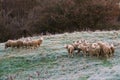 Frosty field with Ram-Lambs.