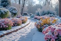 Frosty flowerbeds Delicate winter blooms cared for in snowy garden