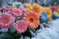 Frosty flowerbeds Delicate winter blooms cared for in snowy garden