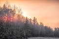 Frosty forest and orange sky