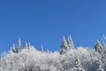A frosty forest under a blue sky Royalty Free Stock Photo
