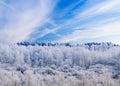 Frosty Forest under Blue Sky Royalty Free Stock Photo