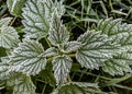 Frosty frozen nettle, a species of urticaria of the genus Urtica dioica in the family Urticaceae.