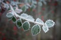 Frosty Garden 2 Royalty Free Stock Photo