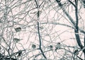 Frosty garden. A flock of sparrows on the tree Royalty Free Stock Photo