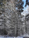 Frosty glistened tree Royalty Free Stock Photo