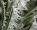 Frosty grass