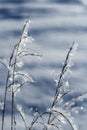 Frosty grass