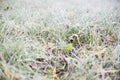 Frosty grass background expressing fresh start