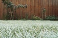 Frosty grass in the garden on winter, winter grass in the morning, frost on meadow in the garden