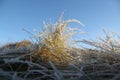 Frosty Grass Royalty Free Stock Photo