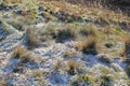 Frosty grass with frozen dew drops on moorland in winter sunshine, blurred background Royalty Free Stock Photo