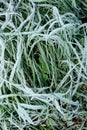 Frosty green autumn hay and leaves, natural environment background.