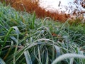 Frosty green grass with dew at morning