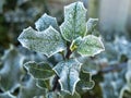 Frosty green leaves on a holly bush