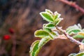 Frosty green leaves on a rose hip branch Royalty Free Stock Photo