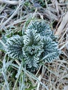 Frosty Green plant