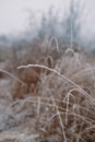 Frosty grey grass branches. Snow winter background. Nature forest light landscape. Early winter. Blurred Royalty Free Stock Photo