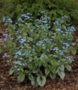 Siberian Bugloss Brunnera Macrophylla Blue Flowers Royalty Free Stock Photo