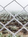 Frosty - Helada - cerca - fence - Chile Royalty Free Stock Photo