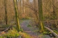 Frosty hiking trail through a winter forest in the flemish countryside