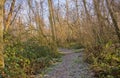 Frosty hiking trail through a winter forest in the flemish countryside