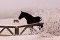 Frosty horse in winter