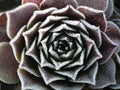 Frosty houseleek