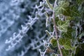 Frosty ivy against frozen blue background Royalty Free Stock Photo