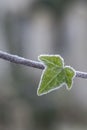 Frosty ivy leaf Royalty Free Stock Photo