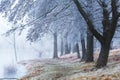 Frosty landscape a winters day