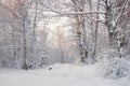 Frosty Landscape In Snowy Forest.Winter Forest Landscape. Beautiful Winter Morning In A Snow-Covered Birch Forest. Snow Covered Tr Royalty Free Stock Photo