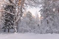 Frosty Landscape In Snowy Forest.Winter Forest Landscape. Beautiful Winter Morning In A Snow-Covered Birch Forest. Snow Covered Tr Royalty Free Stock Photo