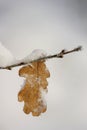 Frosty leaf Royalty Free Stock Photo