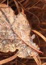 Frosty Leaf Royalty Free Stock Photo