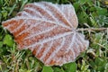 Frosty leaf and grass