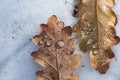 Frosty leaf with water droplets on snow. Autumn maple leaf in the snowy day for background, close up. Frozen maple