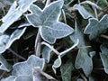 Frosty leaves Royalty Free Stock Photo