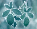 Frosty Leaves Royalty Free Stock Photo