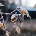 frosty leaves on a branch in front of a house