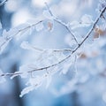 frosty leaves on the branches of a tree in winter Royalty Free Stock Photo